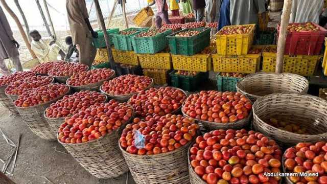 Cutar Da Ke Kassara Gonakin Tumatir Ta Sake Bulla A Jihar Kano