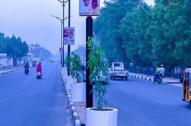Kotu Ta Yanke Hukunci Wa Mutum 5 Ɗaurin Wata 1 Saboda Awakinsu Sun Cinye Bishiyar Gwamnati A Kano