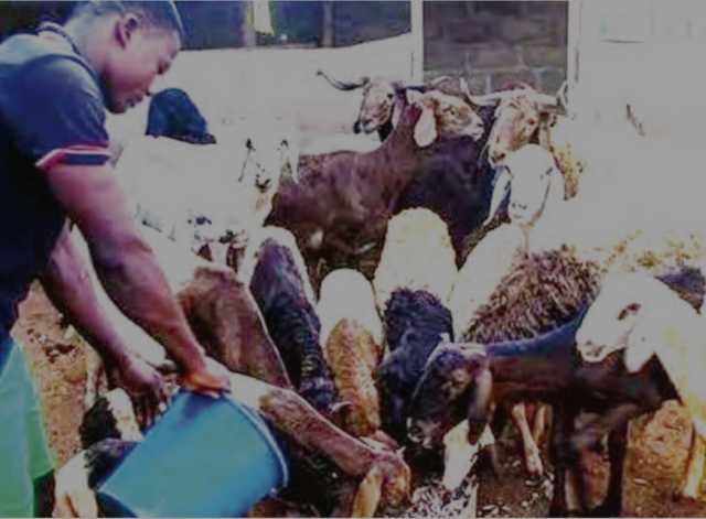 Hikimar Gwamnatin Tarayya Ta Zuba Dala Biliyan 74 A Fannin Kiwon Dabbobi