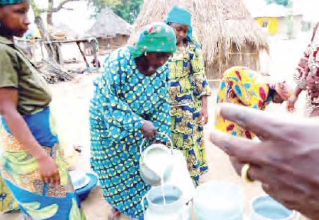 Madarar Shanu Da Nijeriya Ke Samarwa Ta Karu Da Tan Miliyan 1.4 A Shekara Biyar