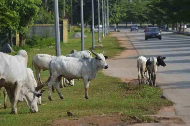 Gwamnatin Tarayya Na Yunƙurin Kawar Da Shanu Daga Titunan Abuja
