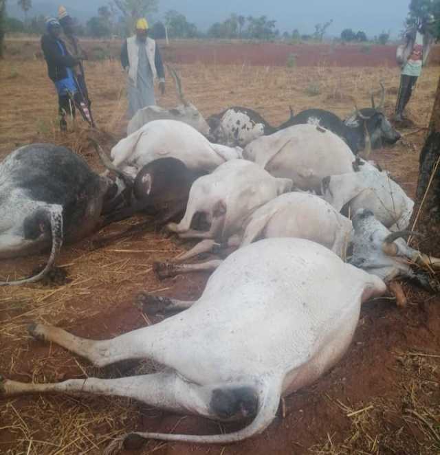 Tsawa Ta Kashe Makiyayi Da Shanu A Kudancin Kaduna
