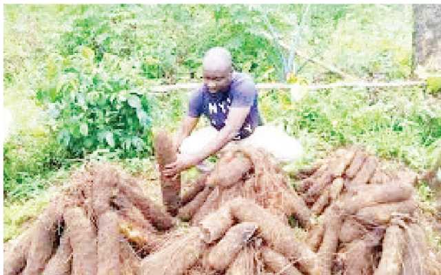 Hikimar Gwamnatin Tarayya Ta Tallafa Wa Manoman Jihar Edo