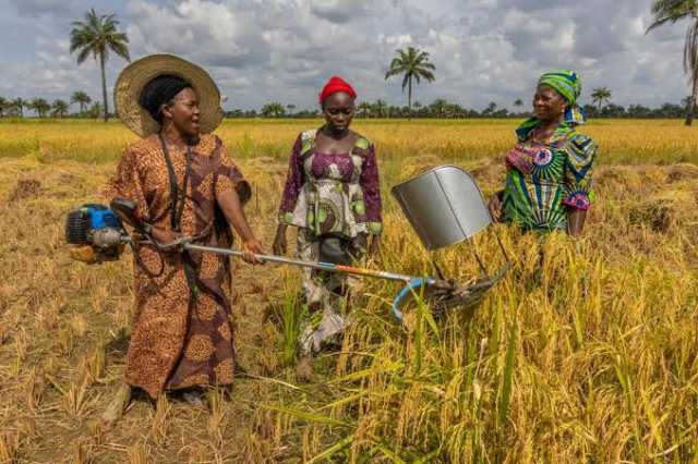 Dalilin IFAD Na Zuba Naira Biliyan 16 A Fannin Noma A Benuwe