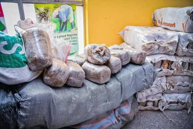 NDLEA Ta Kama Kilo 588 Na Miyagun Ƙwayoyi, Ta Ƙona Hekta 6 Na Gonakin Wiwi A Adamawa