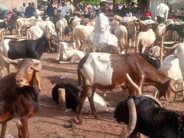 Masu Sayar da Rago Sun Koka A Zamfara Saboda Karancin Masaya